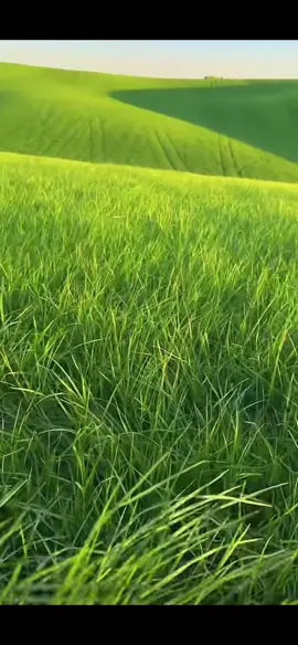 Windows xp wallpaper irl #viral #sound #relaxing #fyp #fyppppppppppppppppppppppp #fypシ゚viral #real #windows #grass #nostalgia #nostalgic #bored #relaxing #relax #nicesound #fypシ゚ 