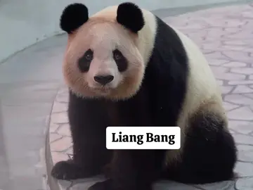 Liang Bang (RauHin, Lương Bang) - 6/9/2000 (24t) gấu trúc đầu tiên sinh ra ở Nhật và cũng là gấu đứng đầu Gia tộc Bang Panda Nhật bản,là mẹ của 10 đứa con (YingBang,TaoBang,MeiBang,YongBang,CaiBang,FengBang,JieBang,YangBang,HaiBang,YouBang) và cũng là bà ngoại của RouRou - RouBang. Hiện Liang Bang vẫn còn ở Wakayama Nhật Bản #liangbang #lươngbang #panda #gautruc #xuhuongtiktok #xuhuong #cute #fyp 