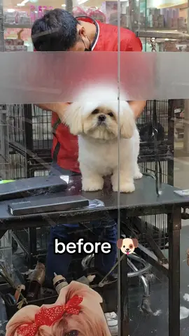 before and after grooming 🐶 #fyp #dog #dogsoftiktok #shihtzu #shihtzusoftiktok #cute #foryou #foryoupage 