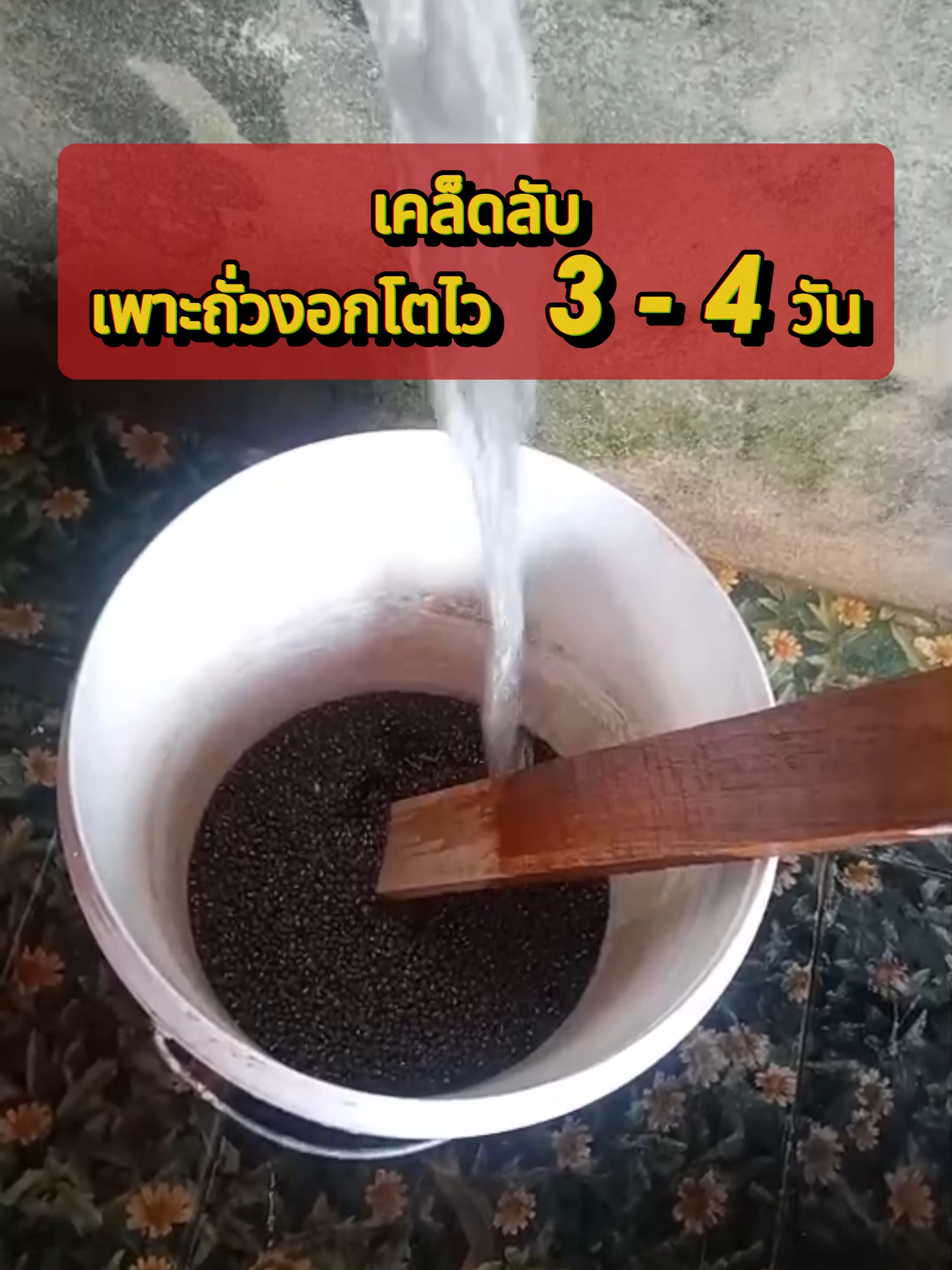 เคล็ดลับ เพาะถั่วงอกโตไว #ถั่วงอก #ถั่วงอกระบบน้ําวน #ถั่วงอกปลอดสารพิษ #เรื่องเล่า #เรื่องแปลกๆ #tiktokuni #tiktokสายความรู้ #chaichaireview