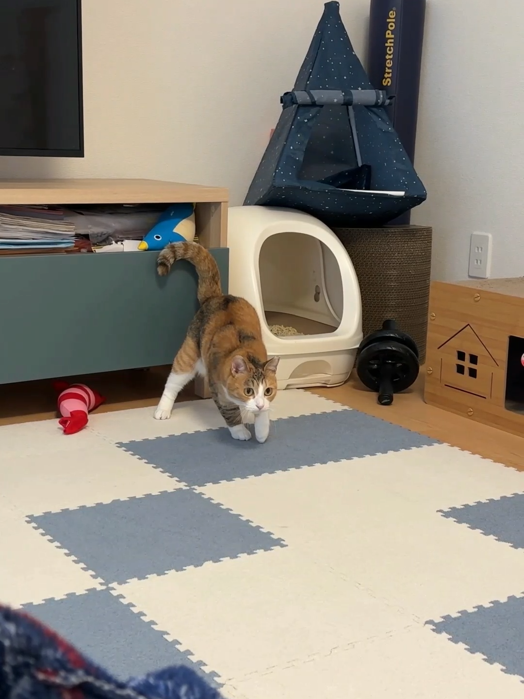 くらうちんぐすたーと　きなこさん#保護猫 #面白い猫動画 #きなこさん