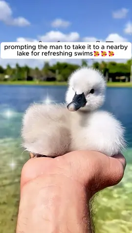 The kind-hearted man rescued baby swan clinging to life #animals #rescue #animalrescue #animalsoftiktok #animallover #animallove #animallovers #fyp #swan #swans 