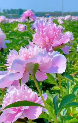 Hoa mẫu đơn  #hoadep #xuhuong #flower #beautiful #yeuthiennhien 