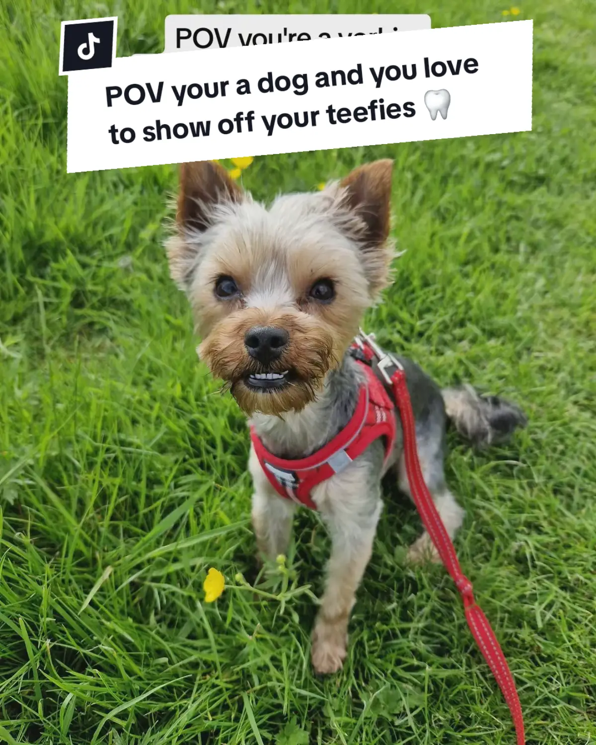 Those teefies 🦷🤣 #yorkiesofficial #yorkshireterrier #yorkieterriersdaily #yorkiemummy #yorkiemom #yorkiemum #yorkiesarethebest #yorkies #yorkshire_terrier #yorkiesoftiktok #yorkiemommy