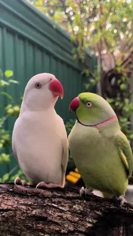 Mintee & Amber💚🤍✨ #fluffy #beepbeep #beep #talkingbird #talkingparrot #funnypet #funnypets #silly #greenbird #greenparrot #parrot #birb #birbs #cute #adorable #fy #fyp #reel #reels #lol #pets #petlover #animal #cutestpets #petmom #ringneckparrot #indianringneckparrot #parakeet #foryoupage #fyp #viral #fy #fypシ #beautifull #maldives #mintee # green #amber #white #meow #meowmeow #whiteindianringneck 