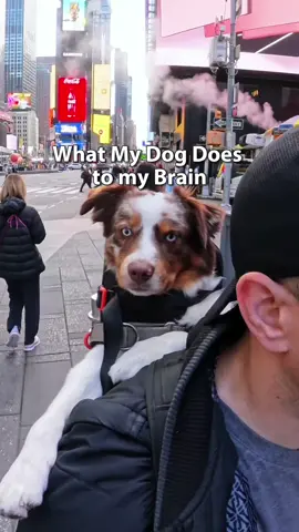 What my dog does to my brain in the busy streets of nyc #cutedog #weeklyfluff #nycdog #🐕 #dogsoftiktok 