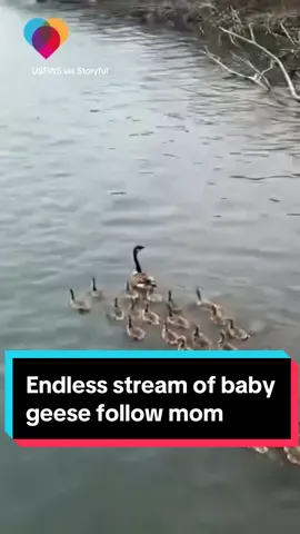 This mamma goose in Michigan seemed to have an endless stream of babies following her – they just kept coming and coming.