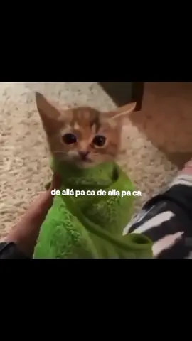 video random#gatos #amantedelosanimales #foryou #parati #fyp #viral #humor 