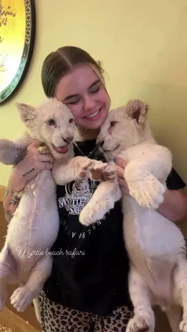 Double the cuteness with these little white lion cubs🩷🦁☮️   • • • #lion #lioncubs #lioncub #lions #bigcats #exoticanimals #exotic #baby #babyanimals #riolilly #whitelion #cute #animals #animallovers #exoticanimals