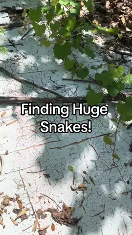 Check out all these huge snakes I found at one spot a few weeks ago!  #snake 