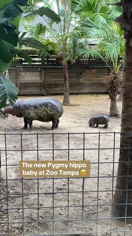 I was so excited to visit the newest addition to @ZooTampa! This cute little baby was pulling in everyone, just so amazed at how tiny they were 🦛 #pygmyhippo #zootampa #hippo #babyanimals #babyhippo #cuteanimals #babyanimal #wildanimals #africananimals #africa #baby #mommyandme #zoo #animals #animalsoftiktok #animallover 