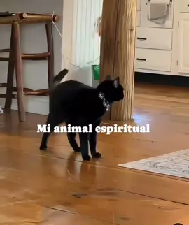 Black cat #blackcat #gatiktok #animalespiritual #funny #humor #fypシ゚viral 
