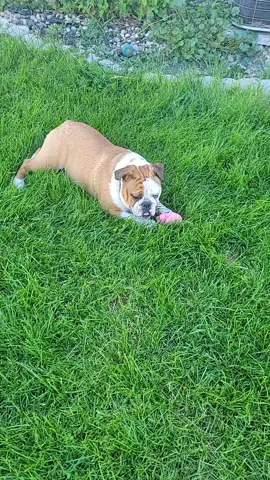 #dogpack #BestFriends #Love #bulldogsoftiktok #Flo #bulldog #boxerdog #bulldog #chubz #warrenillinois #viraltiktok #trending 