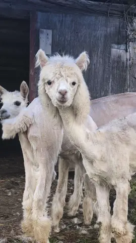 It's Mullet Time! Our Alpacas got sheared and we gave Louis a funny hair cut, they will all look funny for a few weeks while it regrows, at least now they won't be warm this summer, we will be sending the fleece to be processed. #modernhomestead #homestead #alpaca  #shearing #fleece #mullet 