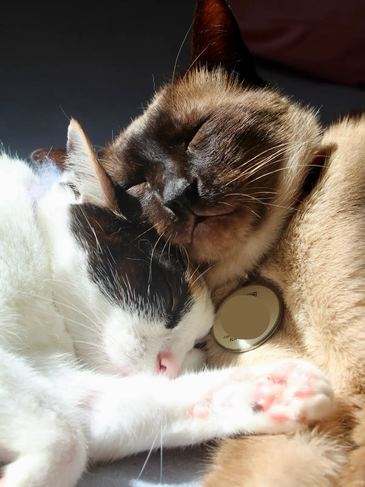 desde o primeiro dia que se viram, é um amor que ninguém consegue explicar - foram adotados por famílias diferentes, mas o destino os uniu! 🥹 #gatalunacatarina #gatos 