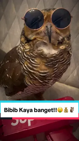 Bibib kerja keras demi keluarga!🦉💰 #bibibfamily #burunghantu #videolucu #cuteanimals #burunghantulucu #owls 