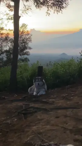 Nanti kita buat versi pantainya 🥰 #fyp #fypシ゚viral #trending #pendakigunung #pendakiindonesia #dogsoftiktok 