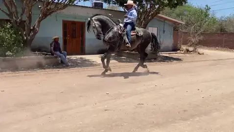 Fantastico, our 5-year-old Pure Spanish horse, showing off his incredible passage! 🐴💃 #Fantastico #DancingHorse #EquestrianElegance