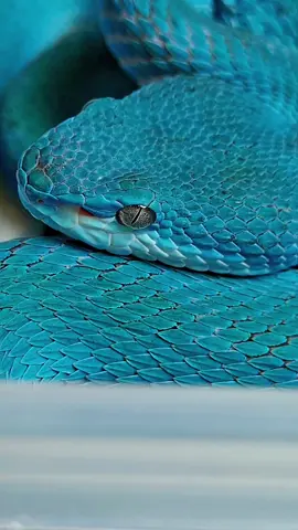 Check out this beautiful blue pit viper snake @Amanda Quinones @Tiffany Tilyard #venomman20 #animals #snakes #reptiles #venomous #blueviper #bluesnake 