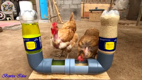 Mira! como hacer este Comedero y bebedero automático para criar gallinas muy fácil de hacer.
