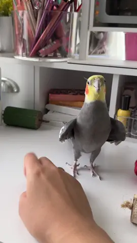 Dont you ever tell Yums he CANT dance 😡#yumyumthetiel #cockatielsoftiktok #parrotsoftiktok #parrot #cockatiel 