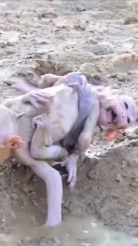 #animals #monkey #foryou #fyp 