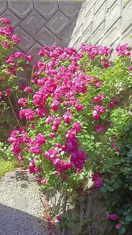 Roses Angela in my garden in Japan  #roseangela #roses #flowers 
