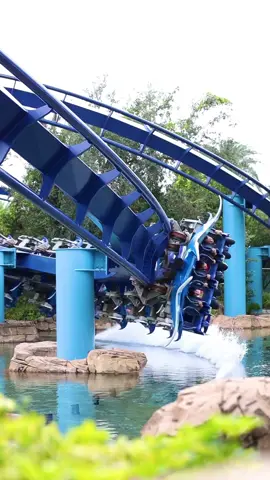 Manta diving down and getting thrill seekers extremely close to the water! This is such a cool element that works perfectly on a flying coaster. The canons shoot water up making it appear as if the edge of the train made contact with the lagoon.  Location: Seaworld Orlando, FL #manta #illusion #watercannon #splash #wet #soaked #drenched #water #rollercoasterride #themeparkphotography #coasters #thrillride #adrénaline #montañarusa #exciting #intense #flying #fly #flyingcoaster #park #play #adventure #ocean #drop #inversion #dive #goodshot #videography #professional #amusementpark 