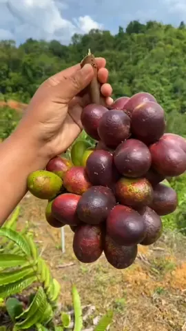 Buah istimewa dari Papua #buah #matoa #buahlangka 