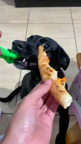 funny dogs Comp 🤣🐶 episode 270 #funny #pet #animals #funnyanimals #fyp #foryou #dog #dogsoftiktok #funnyvideos #🤣🤣🤣 #funnydog #doglovers 