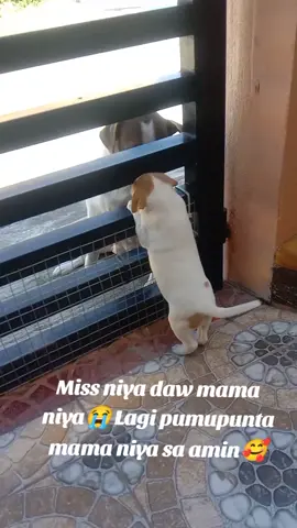 Mother Dog and her baby puppy🥰❤️#motherdog #puppy #Love #sweet 