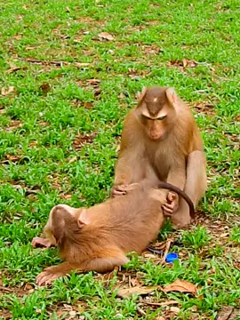 Popular video! most funny brother and sister requesting  #monkeybaby #poormonkey #monkeyvideo #animalsvideo #animals #adorablemonkey #babymonkey #monkey #popularvideo 