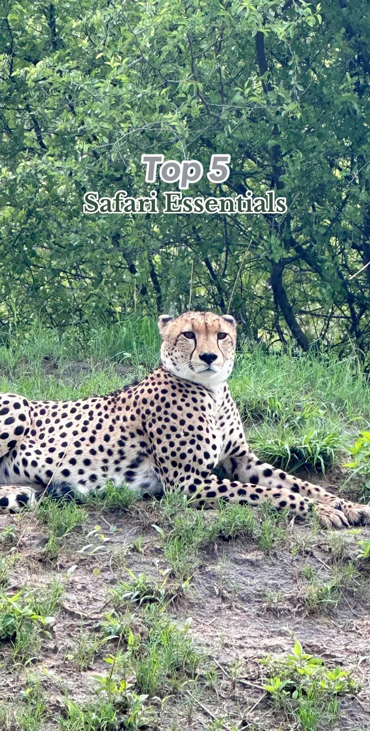 My African Safari must have essentials🧳 #travelessentials #africansafari #africanbush #traveltips #gamedrive #safari #africatiktok #safaritravel #zimbabwetravel #southafricatravel #travelcontentcreator 