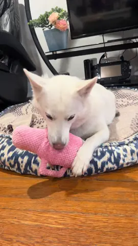 She absolutely loves this toy! #dogtoys #husky #dogsoftiktok 