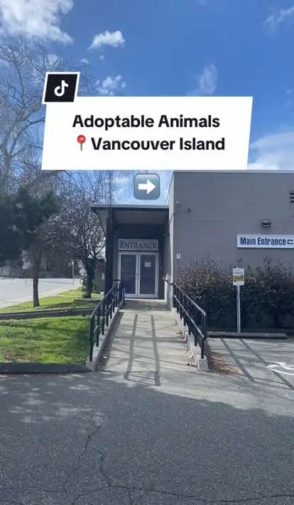 ♥️Some sweet #adoptableanimals on #vancouverisland searching for their forever homes. Visit the link in our bio to view all of our adoptables! #adoptableanimalsoftiktok #bcspca #britishcolumbia #adoptme #adoptdontshop #adoptmepets #adopt #helpanimalsinneed #animalshelter #dogrescue #donatenow