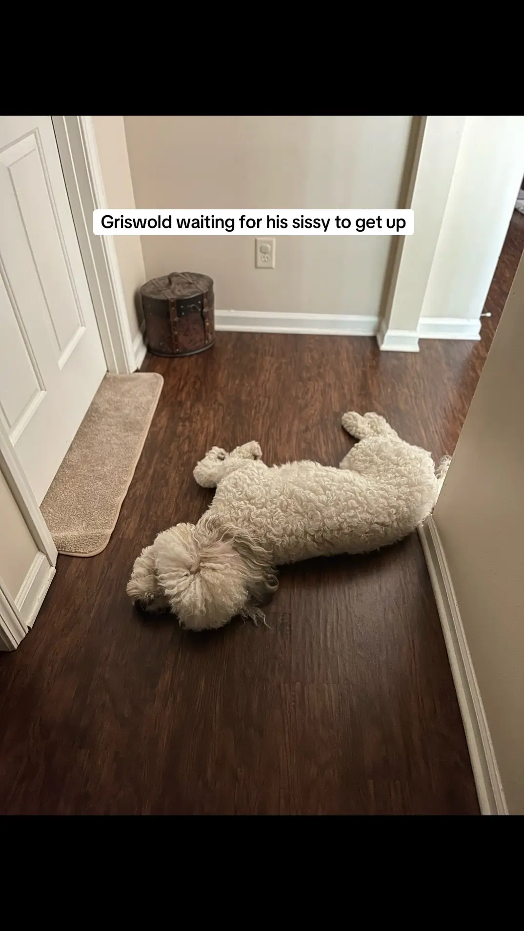 When one of your sissy’s is home for the summer. He has to wait outside the bedroom door for her. #dogs #dogsoftiktok #summerbreak #purelove 