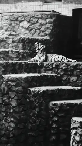Cute🐅💛 #fyp #fypシ #suahyungah #tiger #ukraine #tigers #wildlife #luxury #roar #tiger🐅 #cat #catsoftiktok #cute #yawn #kitty #tigercat #powerful #tigerking #animals #wildanimals #wild #roaringkitty 