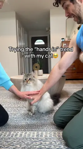 He did it🥹🥹 #trending #siberiancat #cat 