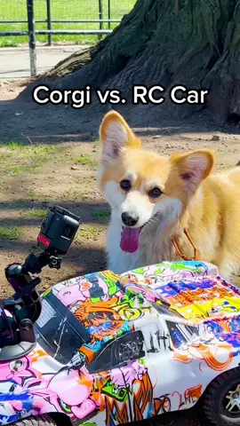 Maxine’s got the need FOR SPEED #corgi #racing #dogsoftiktok 