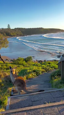 Kangaroos enjoying the beach at sunrise #kangaroo #ocean #wildlife #oceanview #breeze #australianwildlife #beach #sunrise #marsupial #cuteanimals #australianlife #beautifulview 