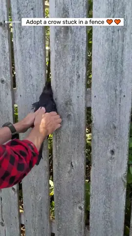 Adopt a crow stuck in a fence 🧡🧡 #animals #crow #animalsoftiktok #fyp #pets #rescue #rescueanimals 