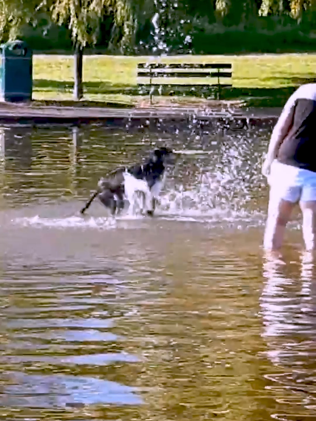 Doge 🥰 #dogswimming #doghavingfun #cutepup #cutedog #doggo #doginwater #dogwaterfountain #loldog #dogsbelike #funnyvideo