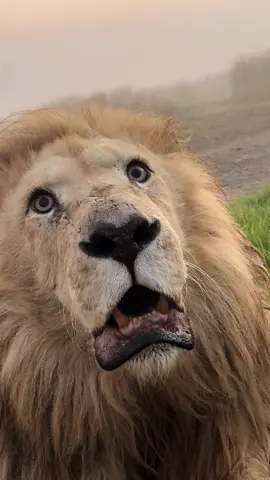 Such an impressive & magnificent lion, King Alex’s pupils are super dilated at dusk whilst he 👀 a professional photographer trying to capture the Kings essence.. 🤍 #nonprofitlionsanctuary 