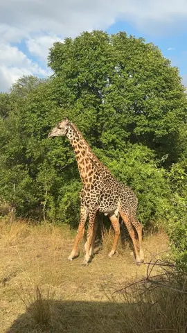 Have you ever seen 2 giraffes fighting 👀 #zambia #safari #giraffes