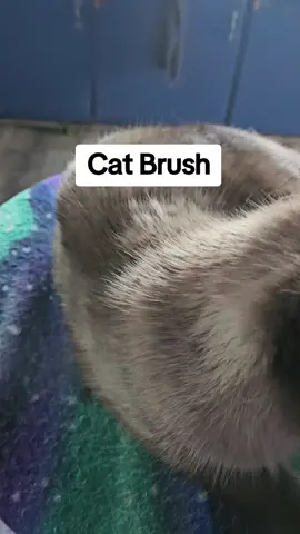 Cat brush and Velcro my baby girl. #catfinds #ad #sponsored #tiktokshopfinds #catslovers #catsoftiktok #pattigiese #cats #catsagram  #wisconsin 