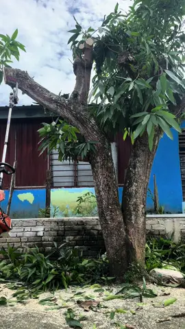 Ini adalah mesin rumput Stihl FS230.. kelebihan dia.. banyak aksesori kita boleh masukkan dalam mesin ni.. Salah satunya adalah Pole Saw ni lah.. senang buat kerja.. tak payah panjat2 kalau nak buang dahan2 pokok.