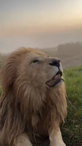 So impressive and magnificent a lion, King Alex's pupils are super dilated at dusk while he 👀 professional photographer @human.kind.photography tries to capture the essence of the king..