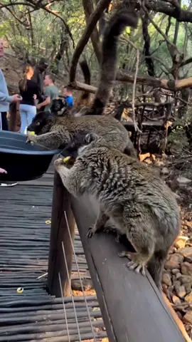 Looking for a fun and heartwarming way to spend your weekend? Head to the Bush Babies Monkey Sanctuary in Hartbeespoort! 🐒 This incredible sanctuary provides a safe haven for rescued monkeys, giving them a chance to live in a natural environment. You can even help feed these amazing creatures! Tag your fellow animal lovers in the comments below who would love this experience! 📸: @chesliin . . . #adventure #monkeysanctuary #unbelievableexperience #hartebeespoort #gauteng #bushbabiesmonkeysanctuary #monkeylove #explormore #explorejoburg #joburgcoza #fyp #foryoupage