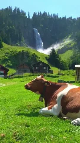 📍 Stäubifall, Switzerland 🇨🇭 Follow for daily Swiss Content 🇨🇭 📌 Save this for your (next) trip to Switzerland 🇨🇭 🎥 by: @swisswoow  #wasserfall #waterfall #switzerland #schweiz #nature #stäubifall #naturephotography #wasser #landscape #water #travel #mountains #swiss #grindelwald #lauterbrunnen #interlaken #photography #suisse #uri #berneroberland #wandern #photooftheday #Hiking #naturelovers #visitswitzerland #landscapephotography #myswitzerland #wanderlust #berge #inlovewithswitzerland