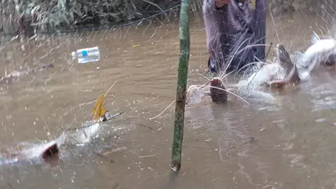Pukat kami penuh kena ikan baung di Long Panai